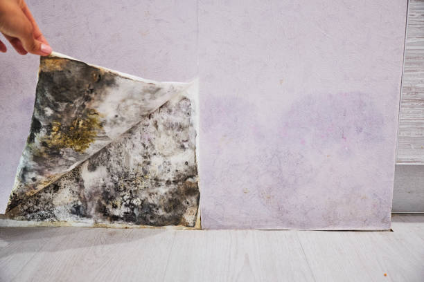 Professional Mold Removal in Goodland, IN